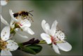 /album/fotogaleria/b-vcela-03-jpg/